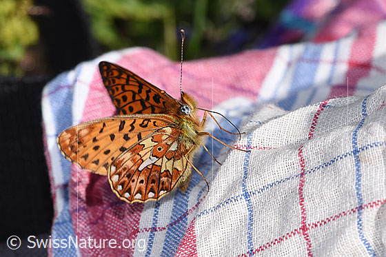 Photo: Boloria euphrosyne. Wings half open. View from side front.