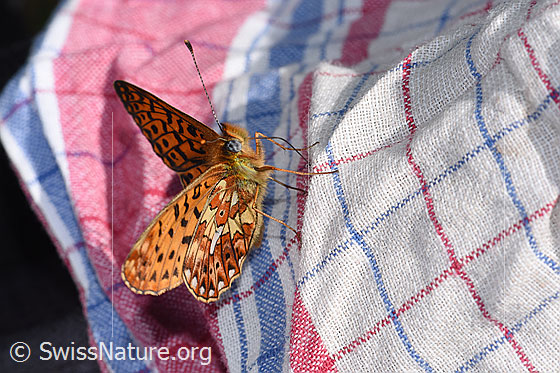 Photo: Boloria euphrosyne. Wings half open. View from the front top side.