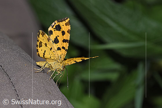 Photo: Pseudopanthera macularia. Wings half closed. View from side front.