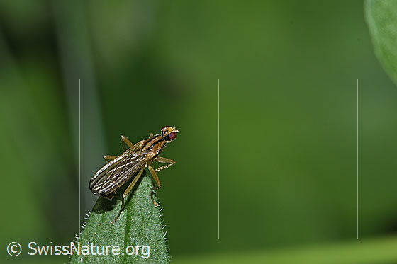 Foto: Wahrscheinlich Cordilura albipes (Dungfliege). Ansicht von oben.