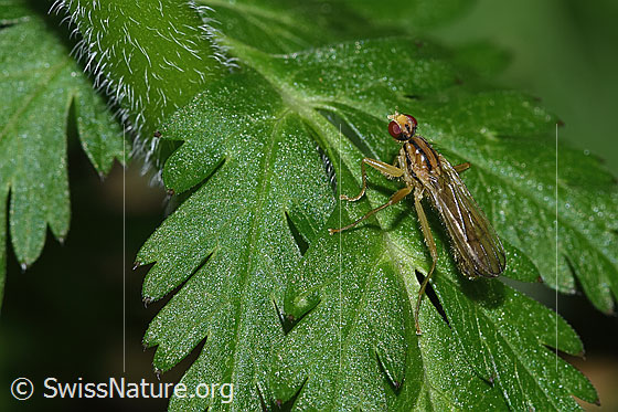 Foto: Wahrscheinlich Cordilura albipes (Dungfliege). Länge 5mm. Ansicht von seitlich oben.