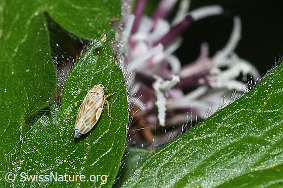 Photo: Erythria manderstjernii. View from behind top.