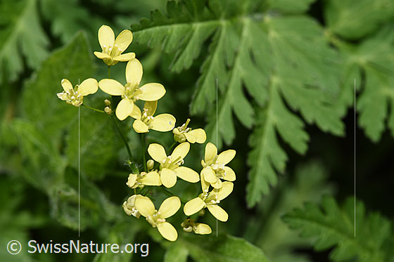 Photo: Biscutella laevigata. Blossoms. View from above.
