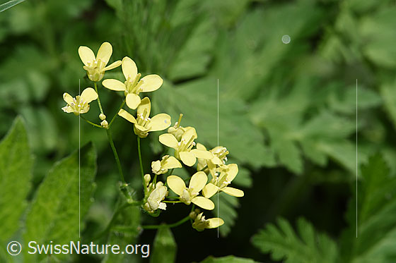 Photo: Biscutella laevigata. Blossoms. View from the side above.