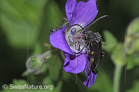 Foto: Schwarzhörniger Fleckenbock (Brachyta interrogationis) auf Wald-Storchschnabel (Geranium sylvaticum). Länge 14mm. Ansicht von seitlich oben.