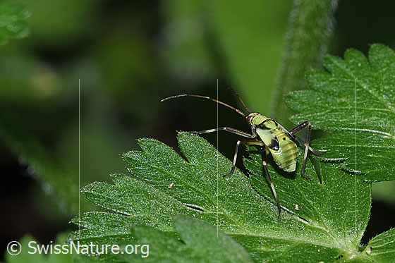 Foto: Almen-Schmuckwanze (Calocoris alpestris). Länge 9 - 11mm. Nymphe. Wird auch Alpen-Schmuckwanze genannt. Ansicht von hinten oben.