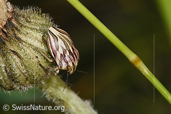 Odontotarsus purpureolineatus (Schildwanze) an Blume