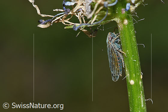 Foto: Wahrscheinlich Braune Waldzirpe (Speudotettix subfusculus) an Betonienblättriger Rapunzel (Phyteuma betonicifolium). Länge 5 - 6mm. Ansicht von der Seite.