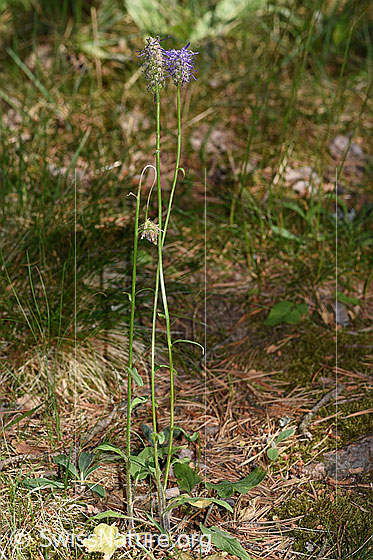 Foto: Betonienblättrige Rapunzel (Phyteuma betonicifolium). Ganze Pflanze (Habitus). Höhe: 29cm.