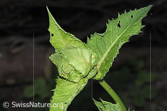 Photo: Cirsium oleraceum. Inflorescence. The flower is not yet visible. Height of the entire plant: 105 cm.
