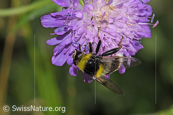 Foto: Hummel-Gebirgsschwebfliege (Sericomyia bombiformis auf Wald-Witwenblume (Knautia dipsacifolia). Länge 15mm. Ansicht von schräg oben.