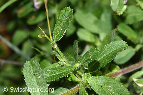 Photo: Ononis repens. Soft thorns, twigs and leaves.