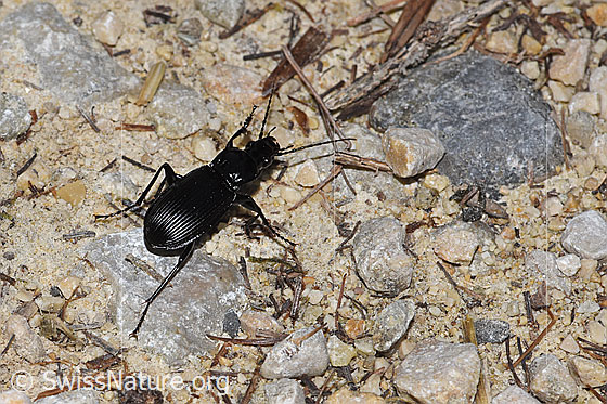 Photo: Pterostichus niger. Length 20mm. View from above.
