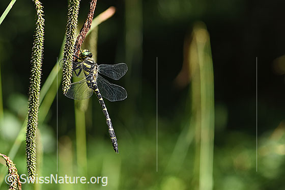 Photo: Cordulegaster bidentata. View from the side.