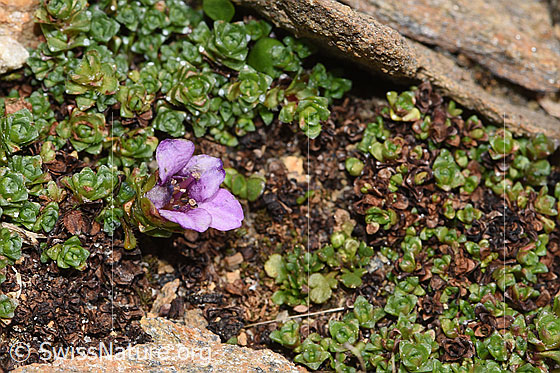 Photo: Saxifraga oppositifolia. Whole plant (habiti).