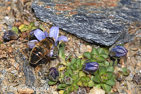 Foto: Mistbiene (Eristalis tenax) an Mont Cenis-Glockenblume (Campanula cenisia). Länge 14 - 16mm. Männchen. Ansicht von oben.