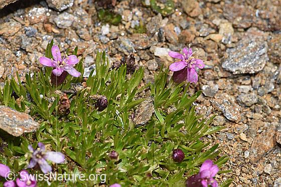 Foto: Kalk-Polsternelke (Silene acaulis). Blüten und Blätter. Ansicht von der Seite.