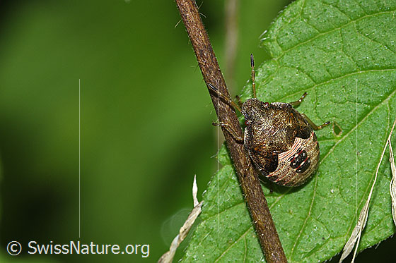 Foto: Frühlings-Baumwanze (Peribalus strictus). Länge 7mm. Nymphe. Ansicht von oben.