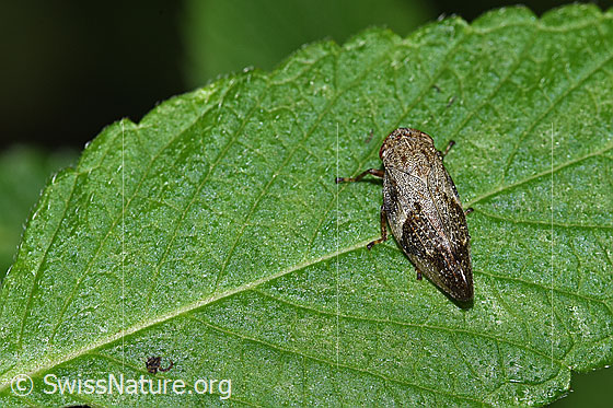 Foto: Erlenschaumzikade (Aphrophora alni). Länge 11mm. Ansicht von oben.