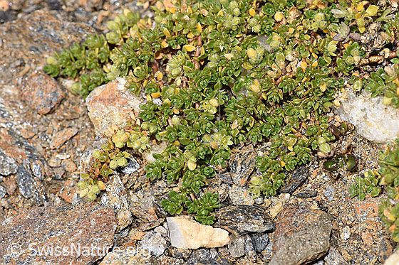 Photo: Herniaria alpina. Whole plant (habiti).
