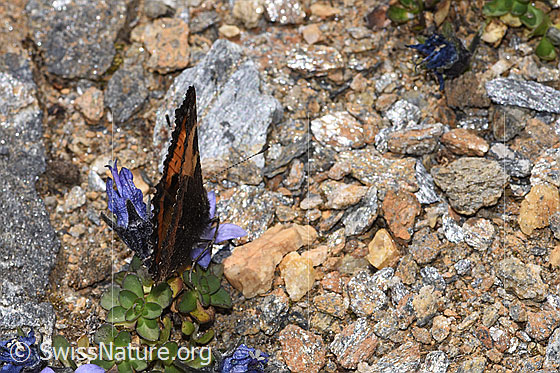 Foto: Kleiner Fuchs (Aglais urticae) an Mont Cenis-Glockenblume (Campanula cenisia). Flügel geschlossen. Ansicht von hinten oben.