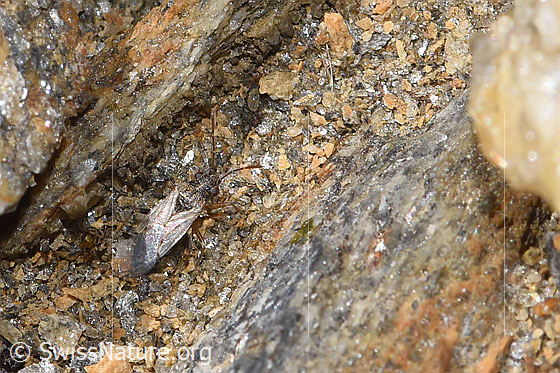 Foto: Wahrscheinlich Nysius cymoides (Bodenwanze). Länge 3mm. Ansicht von oben.