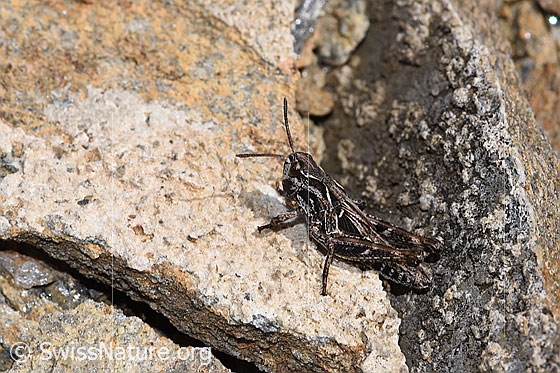 Photo: Gomphocerus sibiricus. Length 12mm. Nymph stage 4. View from the side above.