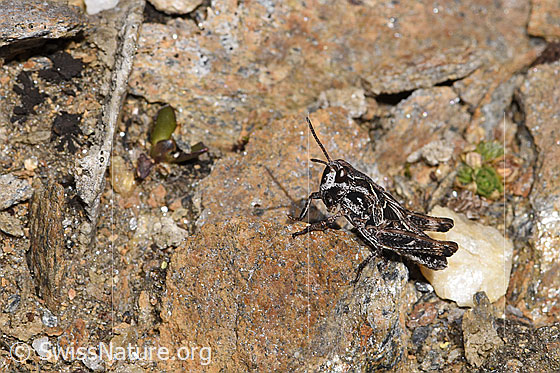 Photo: Gomphocerus sibiricus. Length 12mm. Nymph stage 4. View from the side.