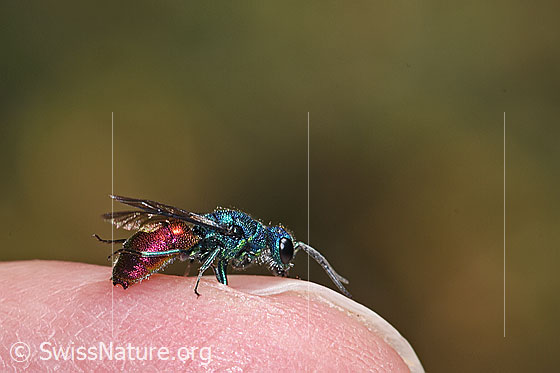 Chrysis impressa (Goldwespe)