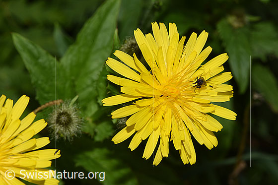 Photo: Crepis pyrenaica. Blossom. View from above.
