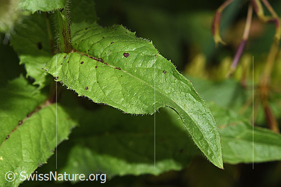 Photo: Crepis pyrenaica. Leaf top.
