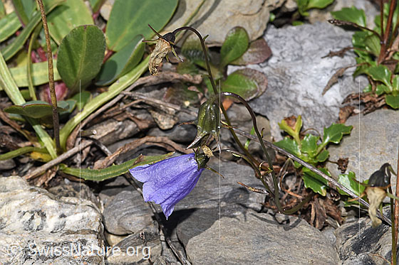 Foto: Wahrscheinlich Niedliche Glockenblume (Campanula cochleariifolia). Ganze Pflanze (Habitus).
