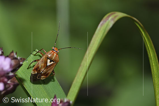 Gemeine Wiesenwanze (Lygus pratensis)