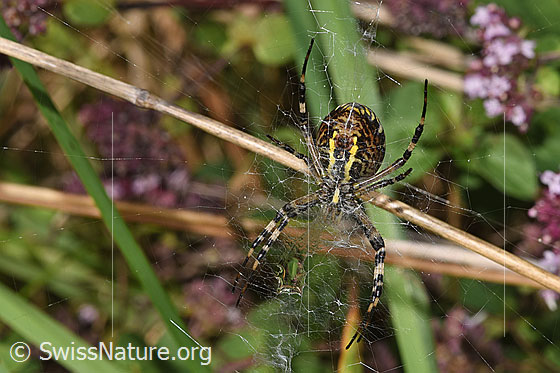 Photo: Argiope bruennichi. View from below.