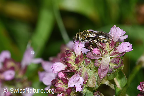 Photo: Lasioglossum morio on Origanum vulgare. Length 6mm. Female. View from the side above.