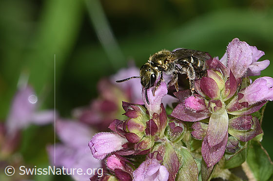 Photo: Lasioglossum morio on Origanum vulgare. Length 6mm. Female. View from side front.