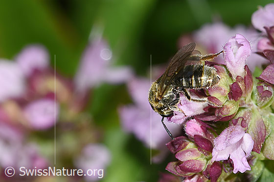 Foto: Dunkelgrüne Schmalbiene (Lasioglossum morio) auf Echtem Dost (Origanum vulgare). Länge 6mm. Weibchen. Ansicht von hinten oben.