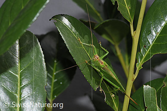Foto: Zwitscherschrecke (Tettigonia cantans). Länge 25 - 33mm. Weibchen. Ansicht von oben. Wird auch Zwitscherheupferd genannt.