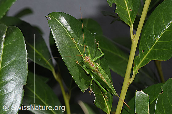 Foto: Zwitscherschrecke (Tettigonia cantans). Länge 25 - 33mm. Weibchen. Ansicht von oben. Wird auch Zwitscherheupferd genannt.