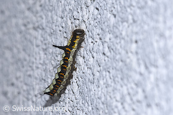 Acronicta psi