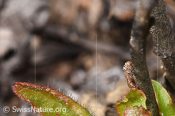 Foto: Wahrscheinlich Wiesen-Dickkopfzikade (Anaceratagallia ribauti). 2.7 - 3.3mm. Ansicht von vorne.