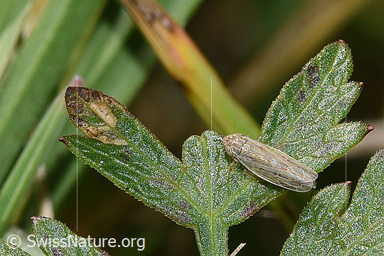 Foto: Wahrscheinlich Kandelabergraszirpe (Arocephalus longiceps). Länge 3.4 - 4.2mm. Ansicht von oben.