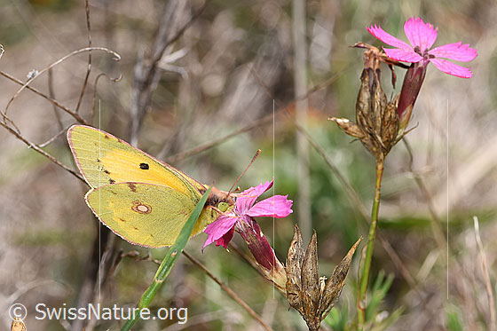 Postillon (Colias crocea) an Gewöhnlicher Kartäuser-Nelke (Dianthus carthusianorum)