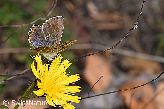Foto: Wahrscheinlich Hauhechelbläuling (Polyommatus icarus) auf Doldigem Habichtskraut (Hieracium umbellatum). Weibchen. Flügel halb geöffnet. Ansicht von seitlich hinten oben.