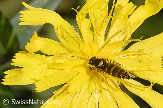 Foto: Gemeine Langbauchschwebfliege (Xylota segnis) auf Doldigem Habichtskraut (Hieracium umbellatum). Flügel geschlossen. Ansicht von seitlich hinten oben.