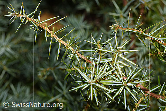 Foto: Gemeiner Wacholder (Juniperus communis). Ästchen und Nadeln.
