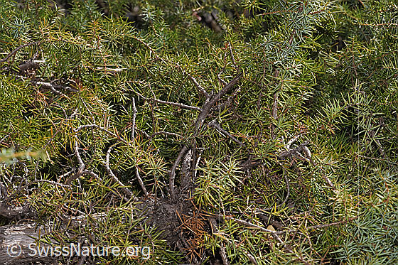 Foto: Gemeiner Wacholder (Juniperus communis). Ast und Nadeln.