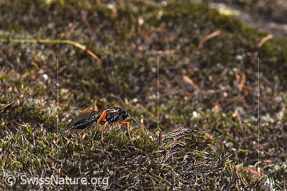 Foto: Wahrscheinlich Schwarze Schlupfwespe (Pimpla rufipes). Länge 12 - 20mm. Weibchen. Ansicht von der Seite.