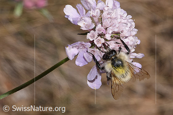 Foto: Bunte Hummel (Bombus sylvarum) auf Gemeiner Skabiose (Scabiosa columbaria). Länge 10 - 18mm. Wird auch Bunthummel oder Waldhummel genannt. Ansicht von oben.