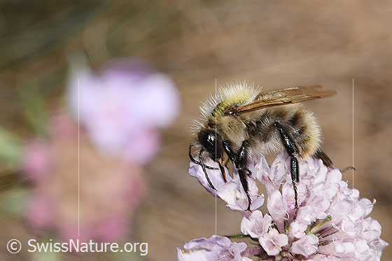 Bunte Hummel (Bombus sylvarum) auf Gemeiner Skabiose (Scabiosa columbaria)